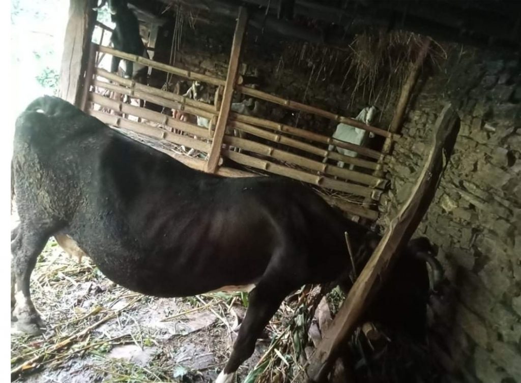 दशवर्ष अघि व्याएको गाईले निरन्तर दूध दिँदै