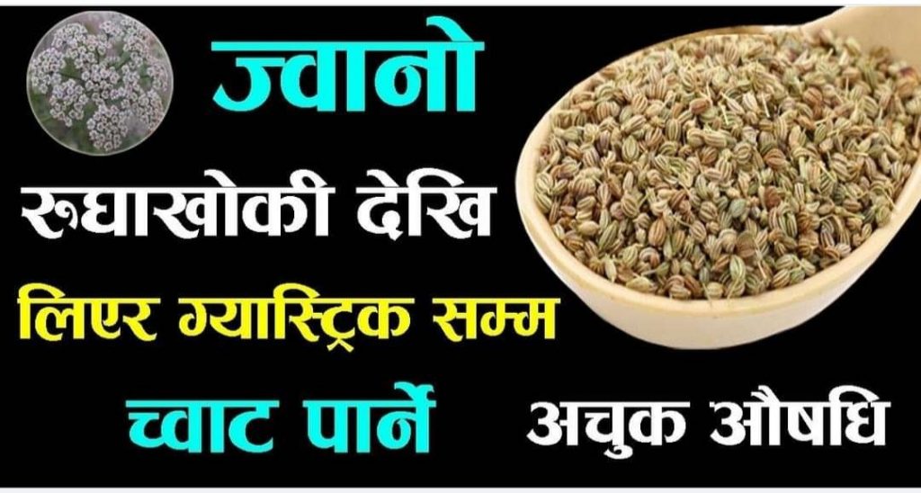 अमृत तुल्य ज्वानोले यस्ता रोगबाट छुटकरा मिल्छ हेर्नुहोस् ९ फाइदा