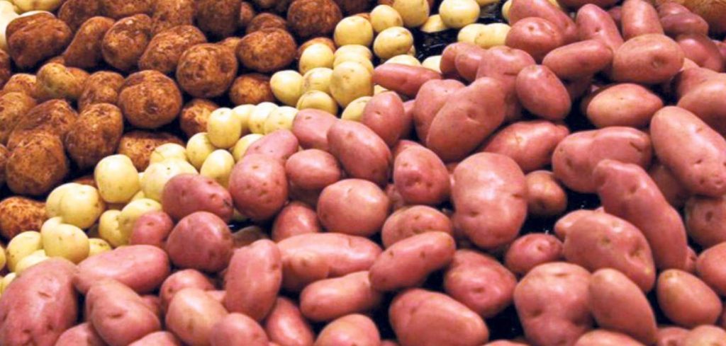 गुल्मीमा साेँठे र लाेर्के आलुमा कृषक आकर्षित