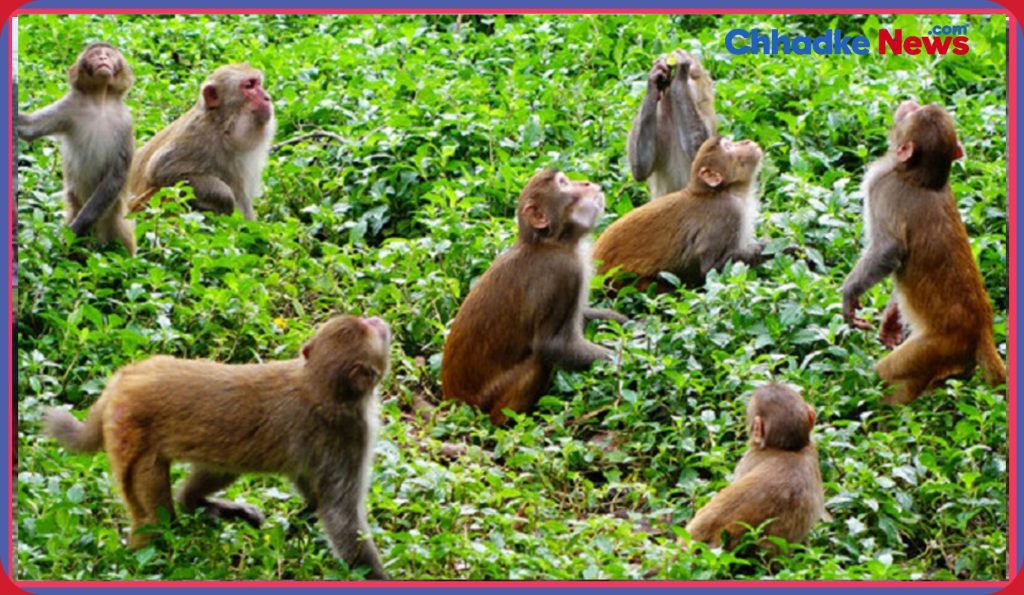 बाँदर धपाउन गुल्मीको एक वडा कार्यालयद्वारा कर्मचारी नियुक्ति