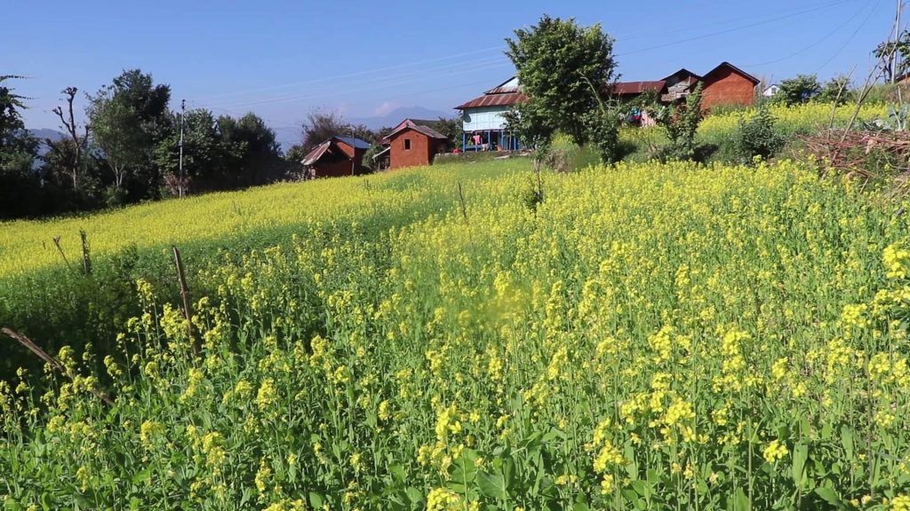 तोरी खेतीमा कृषकको आर्कषण घट्दै