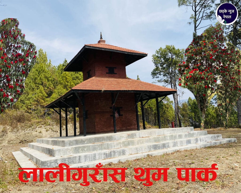 मुसिकोटको लालीगुराँस थुम पार्कका लालीगुराँसले पर्यटक पर्खदै